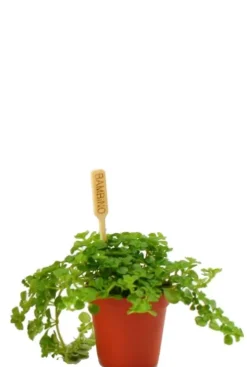 Pilea Depressa - Stekje
