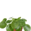 Pilea Mojito - Pannenkoekenplant
