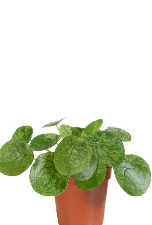 Pilea Mojito - Pannenkoekenplant