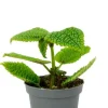 Pilea Moon Valley - Stekje