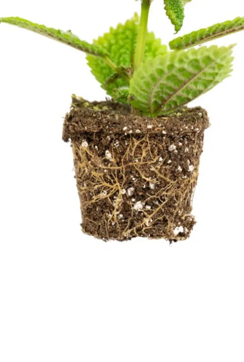 Pilea Moon Valley - Stekje