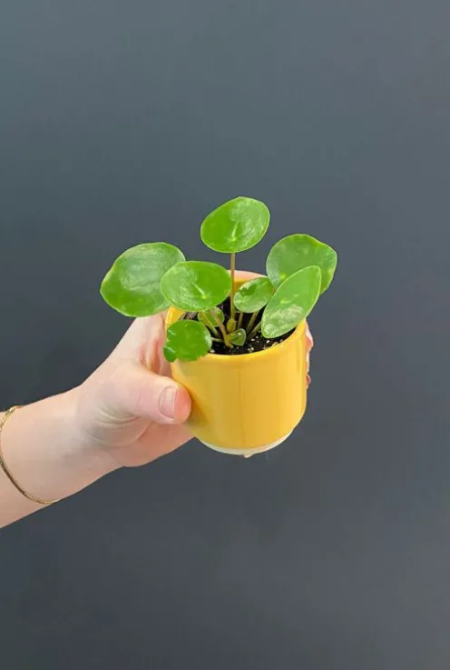 Pilea Pannenkoekenplant - Stekje