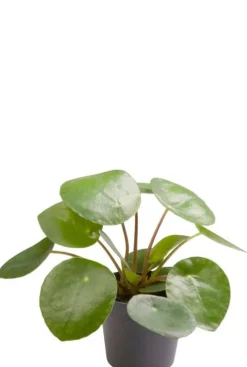 Pilea Pannenkoekenplant - Stekje