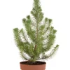 Pinus Pinea Silver Crest - Pinus Pinea Silver Crest