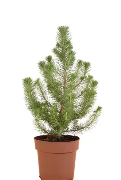 Pinus Pinea Silver Crest - Pinus Pinea Silver Crest