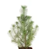 Pinus Pinea Silver Crest - Pinus Pinea Silver Crest
