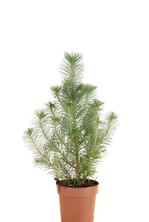 Pinus Pinea Silver Crest - Pinus Pinea Silver Crest