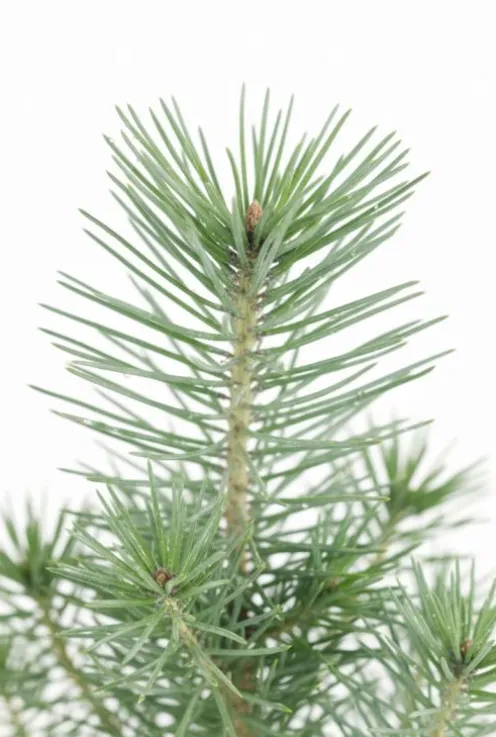 Pinus Pinea Silver Crest - Pinus Pinea Silver Crest