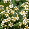Pittosporum Tobira 'Nana' - Australische laurier