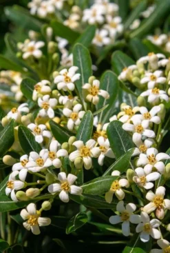 Pittosporum Tobira 'Nana' - Australische laurier