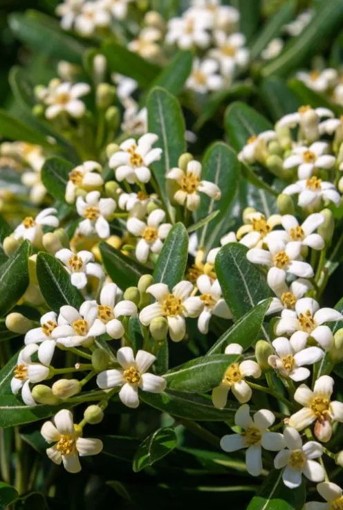 Pittosporum Tobira 'Nana' - Australische laurier