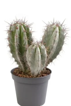 Polaskia chichipe - Stekje
