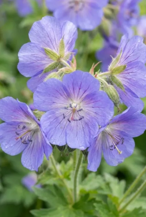 Polemonium caeruleum Bambino Blue - Jacobsladder