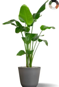 Populaire Strelitzia in bloempot