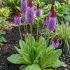 Primula vialii - Orchideeprimula