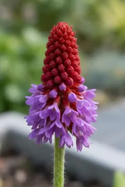 Primula vialii - Orchideeprimula