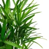 Rhapis excelsa - Stokpalm