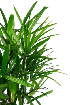 Rhapis excelsa - Stokpalm