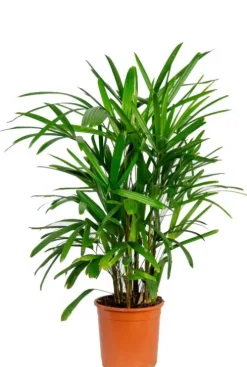 Rhapis excelsa - Stokpalm