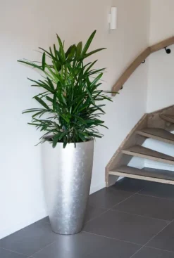Rhapis excelsa - Stokpalm