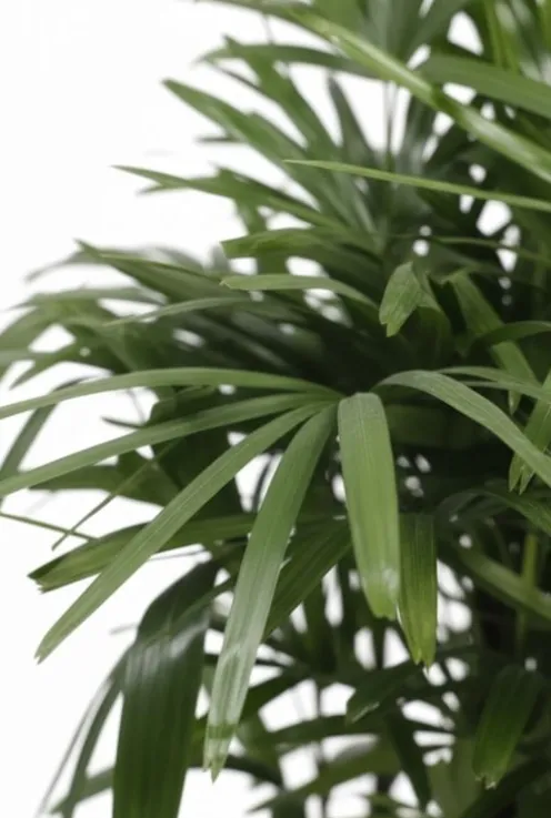 Rhapis Excelsa - Stokpalm