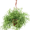 Rhipsalis heteroclada - Koraalcactus