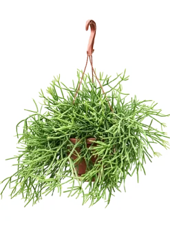 Rhipsalis heteroclada - Koraalcactus
