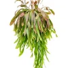 Rhipsalis ramulosa red coral - Koraalcactus