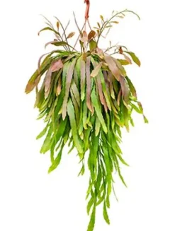 Rhipsalis ramulosa red coral - Koraalcactus
