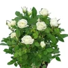 Rosa Alaska Star