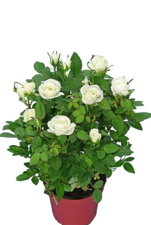 Rosa Alaska Star