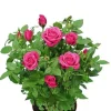 Rosa Purple Star