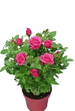 Rosa Purple Star