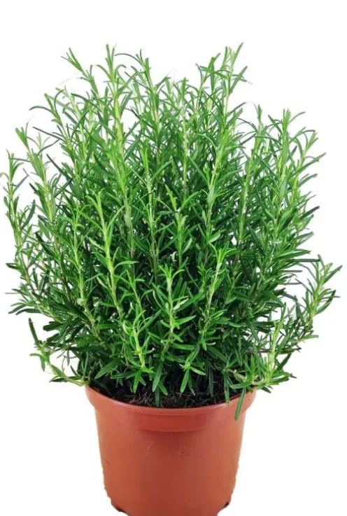 Rosmarinus officinalis - Rozemarijn