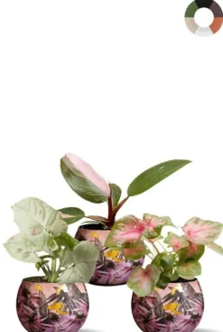Roze planten in vrolijke potjes