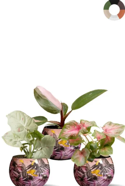 Roze planten in vrolijke potjes