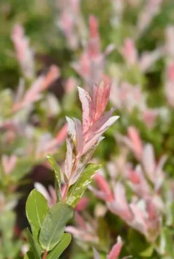 Salix Flamingo Stam - Wilg