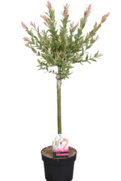 Salix Flamingo Stam - Wilg
