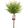 Salix integra flamingo - Bonte Wilg