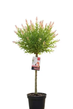 Salix integra flamingo - Bonte Wilg