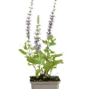 Salvia nem. 'Blaukönigin' - Salie