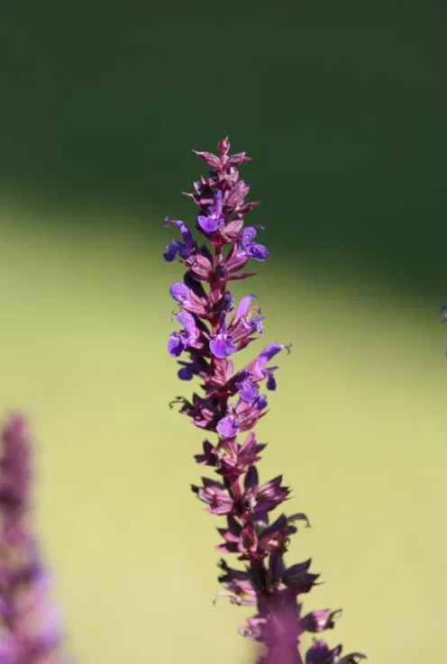 Salvia nem. 'Blaukönigin' - Salie