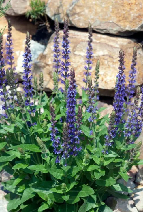 Salvia nem. 'Ostfriesland' - Salie