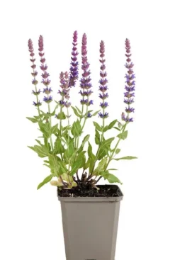 Salvia nem. 'Ostfriesland' - Salie