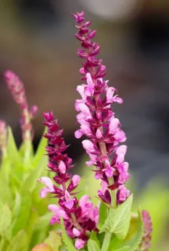 Salvia nem. 'Sensation Deep Rose' - Salie
