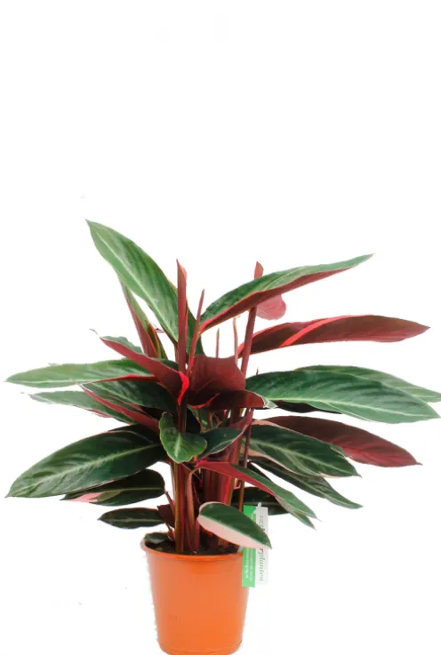 Sanguinea Triostar - Pauwenplant