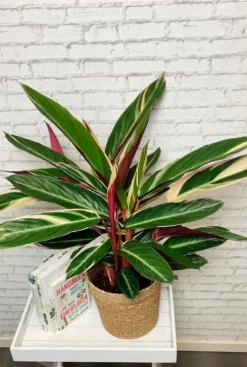 Sanguinea Triostar - Pauwenplant