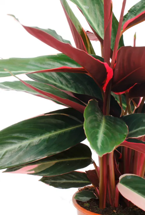 Sanguinea Triostar - Pauwenplant
