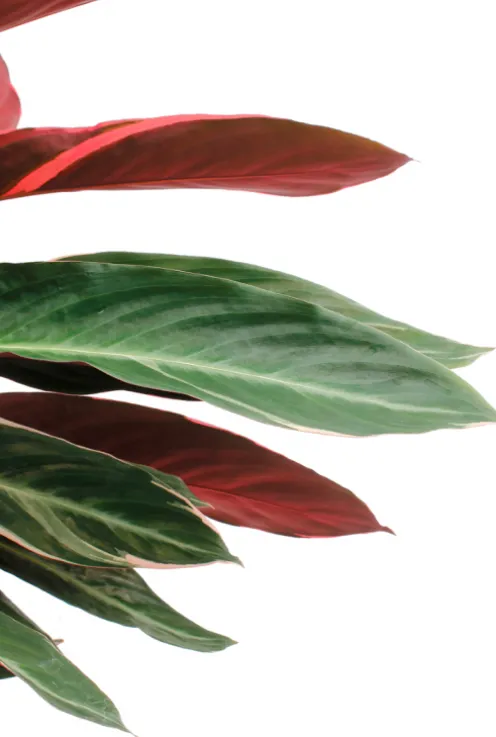 Sanguinea Triostar - Pauwenplant