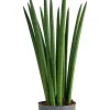 Sansevieria Cylindrica ‘Straight’ - Vrouwentong